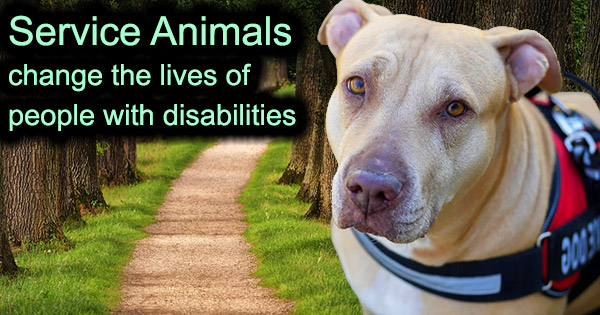 Service Animals disability